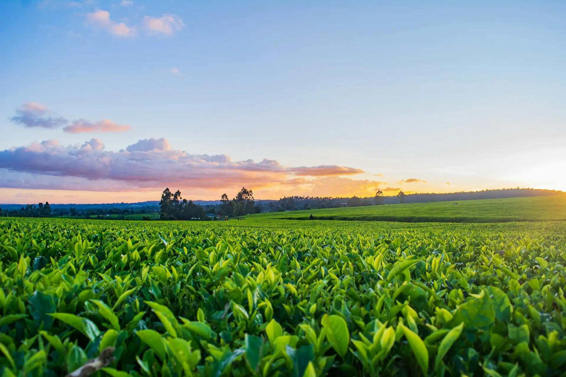 Plantación al atardecer con hileras de cultivo