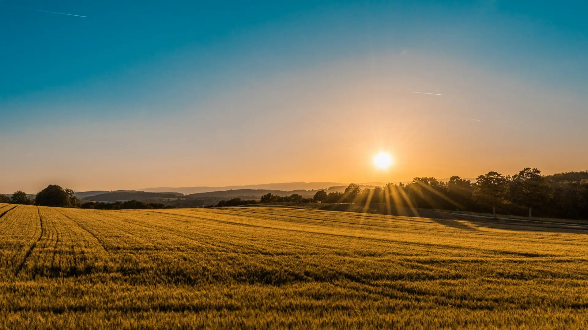Campo dorado al atardecer