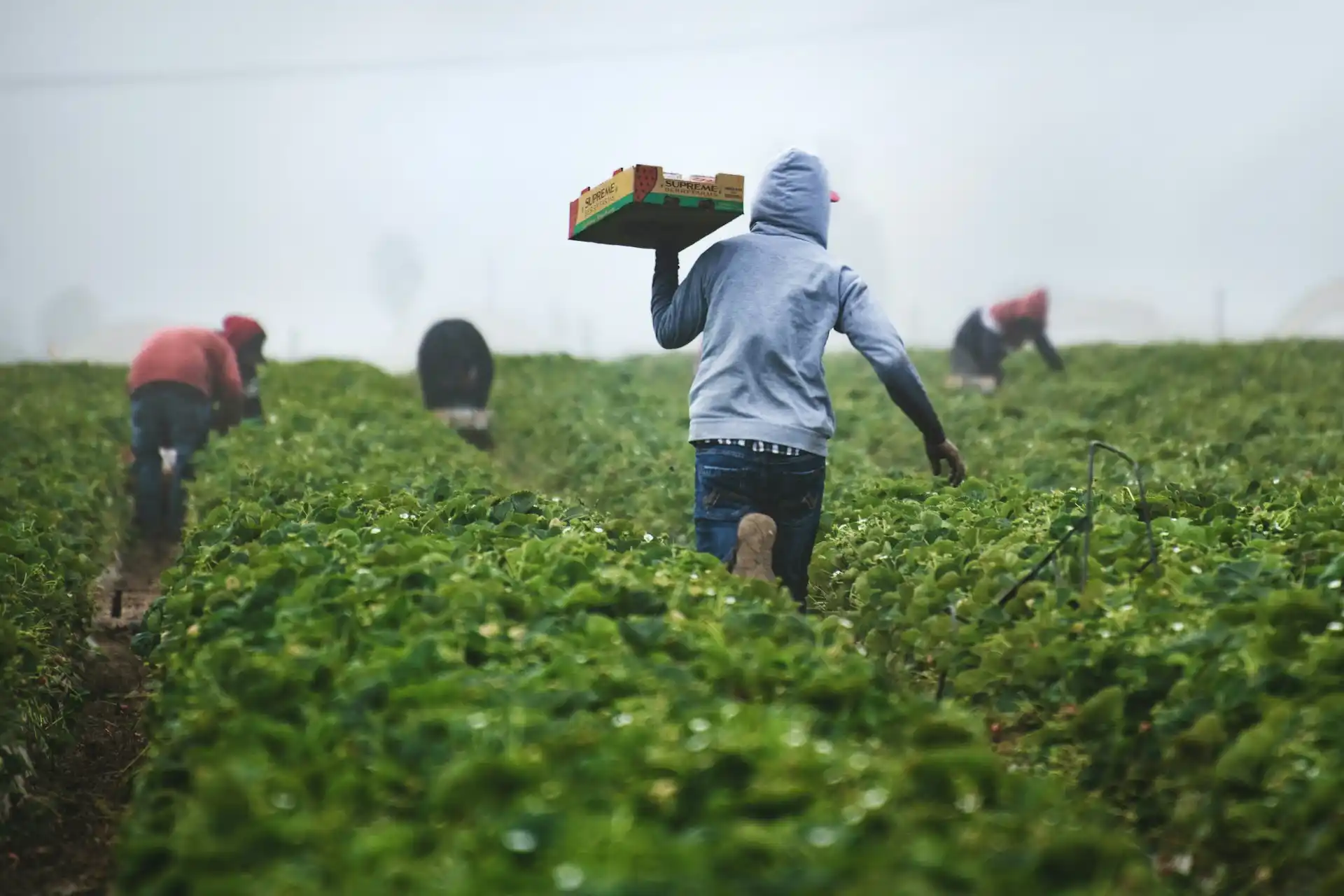 Jornaleros cosechando en un campo de fresas